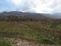 Polje
