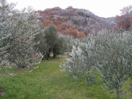 Masline